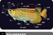 龙种金鱼怎么养(龙种金鱼分为哪三类)