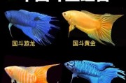 斗鱼怎么看出是否怀孕了,斗鱼多久繁殖一次合适