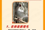 认主是什么意思,认主的鸟有哪些