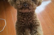 泰迪犬能吃瓜子仁吗,泰迪犬食用瓜子仁的好处和禁忌