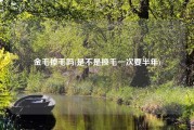 金毛掉毛吗(是不是换毛一次要半年)