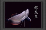 银龙鱼的营养补给,银龙鱼幼鱼的营养餐桌
