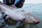 奇努克人,奇努克鲑