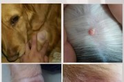 狗狗肿瘤对照表 区分(狗狗常见的8种肿瘤图片)