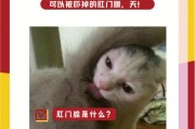 肛腺感染,肛腺炎怎么治