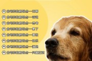 金毛犬性格温柔像爸爸一样,金毛犬性格什么时候成熟