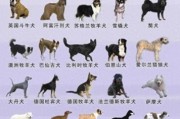 中国家禁养的26种狗有哪些？新手养狗必看！