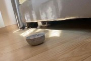 打了猫咪一次以后看见我就躲或者缩成一团,海葵缩成一团