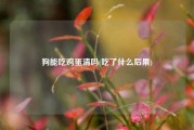 狗能吃鸡蛋清吗(吃了什么后果)