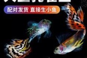 孔雀鱼新生的小鱼怎么养(养孔雀鱼三忌)