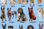 想养狗的看过来！100种名犬图片及名字帮你选！