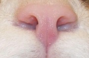猫咪的鼻头是湿的还是干的,猫咪鼻头湿润还是干燥才健康一点