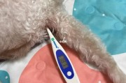 测量狗狗体温的正确方法详解(如何用肛温计正确给狗狗测量体温)