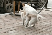 猫狗交配