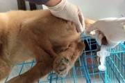 狗翻肠子打什么针,狗翻肠子症状过程