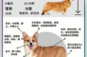 柯基犬多大才算长大？柯基犬正常体型图片大揭秘！