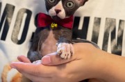 无毛猫的养护秘诀,无毛猫品类的全方位指南