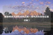 揭秘博美犬的性成熟过程（睾丸的发育和位置详解）