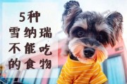 狗狗能吃橘子吗雪纳瑞(狗狗能吃橘子吗柴犬)
