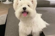西高地白梗犬图片大全,西高地白梗犬图片头像