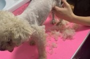猫可以剃毛吗防止掉毛吗,长毛猫可以剃毛吗