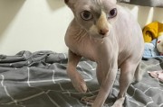 比鲁斯猫咪的原型揭秘(从比鲁斯猫原型看无毛猫斯芬克斯猫的发展)