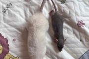 花枝鼠身上有大量病毒,花枝鼠咬人嘛
