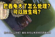 巴西龟的危害性,巴西龟的危害有哪些 巴西龟为什么不能放生