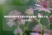 精彩的边境牧羊犬和比熊串串图片（萌态十足引人注目）