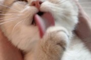 猫洗脸是什么原因(猫洗脸的视频)