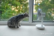 猫会不会出汗 臭,猫出汗的地方在哪里