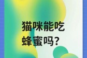 猫咪可以吃蜂蜜吗有毒吗,猫咪可以吃蜂蜜吗百度百科