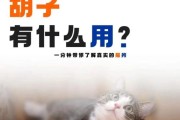 小猫胡子有什么用,小猫胡子的作用与功效