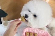 比熊可以吃樱桃么,比熊可以吃樱桃吗视频