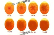 鹦鹉多久下蛋一次,小太阳鹦鹉多久下蛋
