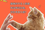 猫的记忆(短期记忆 vs 长期记忆)