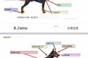 德系杜宾和美系杜宾哪个好(德系杜宾肩高)