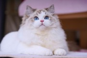 从布偶猫到山东狮猫的品种风采(还有哪些长毛猫品种让人一见倾心)