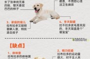 拉布拉多犬多少钱一只？听听宠物店老板怎么说！