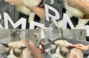 宠物洗澡美容培训(宠物洗澡好评)