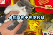 猫能吃辣条吗会有事吗,猫能吃辣条鱼