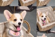 你家柯基几天睁眼？一文解答你的疑惑！