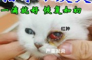 猫流泪有眼屎怎么治疗,猫流泪怎么治疗最有效