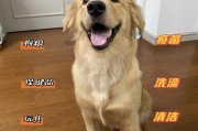 如何正确喂养金毛幼犬(为金毛幼犬量身定制的喂养方案)