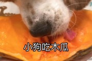 狗狗能吃木瓜不,狗可以吃木瓜嘛