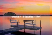 可爱萌宠（1岁的比熊图片分享）