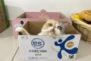 舒化奶猫可以喝吗里加热水,舒化奶猫能喝么