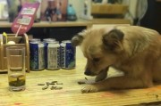 狗狗能不能吃瓜子,狗狗吃瓜子会怎么样