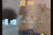 猫咪肛门腺一定要挤吗,猫咪肛门腺多久清理一次