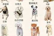狗狗品种太多搞不清楚？这份犬类品种大全请收好！